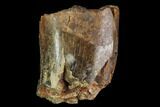 Partial Tyrannosaur Tooth - Montana #111004-1